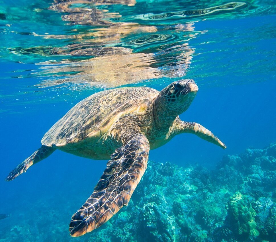 sea-turtle-2547084_1280